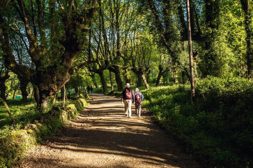 forest-pilgrims-walking-Camino-de-Santiago-trail-JWT-tours